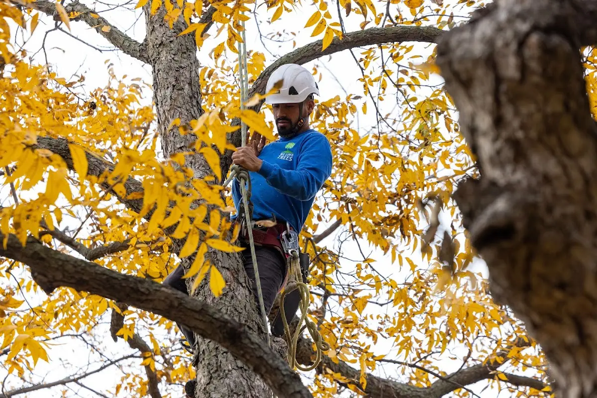 Skilled Storm Damage Cleanup crew working in Madison